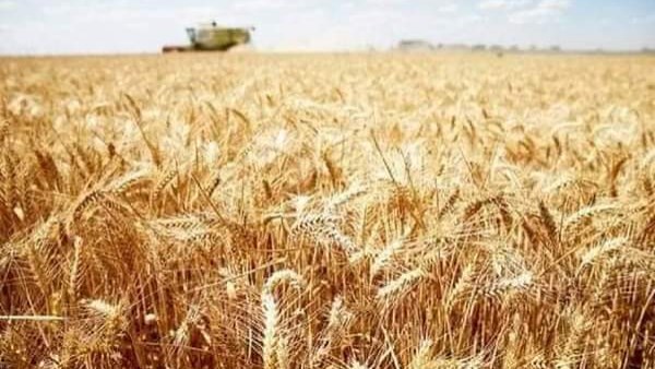 10.2 مليون طن .. ما أسباب زيادة إنتاج القمح في مصر هذا العام؟