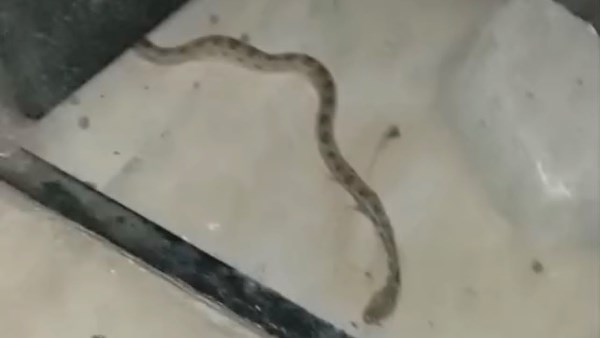 ثعبان يثير القلق بين أهالي العبور الجديدة.. والمواطنين يتمكنون من التخلص منه
