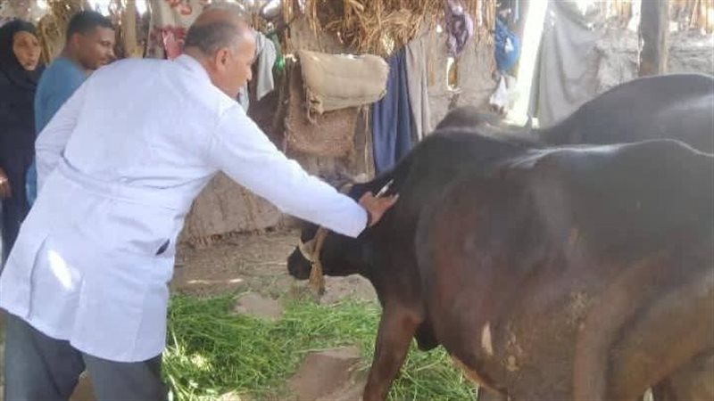 أكثر من 6.8 مليون جرعة، آخر تطورات تحصين الماشية ضد الحمى القلاعية والوادي المتصدع