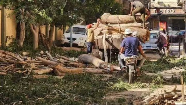 ضبط 3 من المتهمين في واقعة قطع الأشجار بمحيط مدرسة المحلة