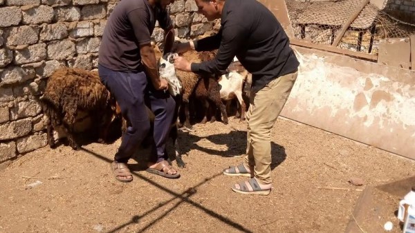 تحصين 318 ألفًا و362 رأسًا من الماشية بالغربية ضد الحمى القلاعية وحمى الوادي المتصدع