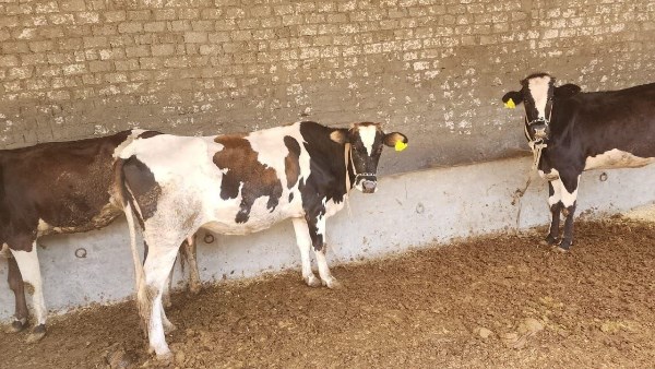 خلال أغسطس.. بيطري الشرقية يكثف حملاته الوقائية والرقابية