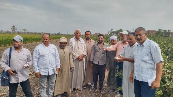زراعة الشرقية تستعد لموسم حصاد الأرز.. لجان للتوعية بأهمية القش وطرق جمعه وتدويره