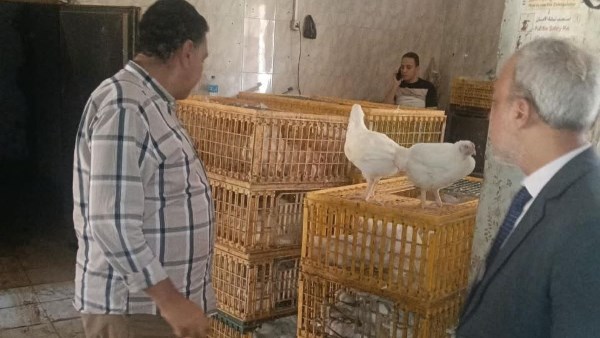 ضبط 2700 كجم دجاج ومفروم داخل مصنعين غير مرخصين بمركزى بلبيس ومنيا القمح