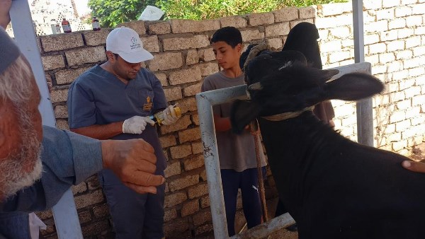 “الزراعة” تُنفّذ قافلة بيطرية مجانية بأسيوط لفحص وعلاج 591 رأس ماشية