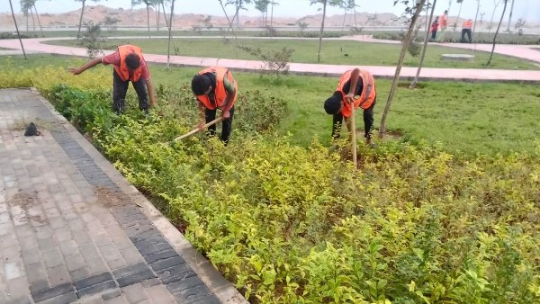 جهاز العاشر من رمضان يضع خطة متكاملة لزيادة معدلات التشجير