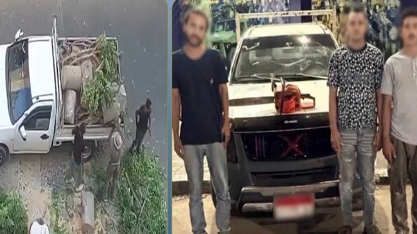 بيبيعوها لمخزن أخشاب.. القبض على المتهمين بتقطيع الأشجار بالإسكندرية