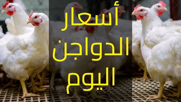 الكيلو يصل 135 جنيها.. أسعار الفراخ والبيض الآن بعد الارتفاع