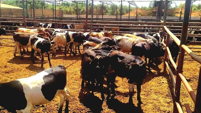 الزراعة: 59.8 مليون جنيه لدعم مشروع البتلو و907 تراخيص تشغيل خلال أغسطس