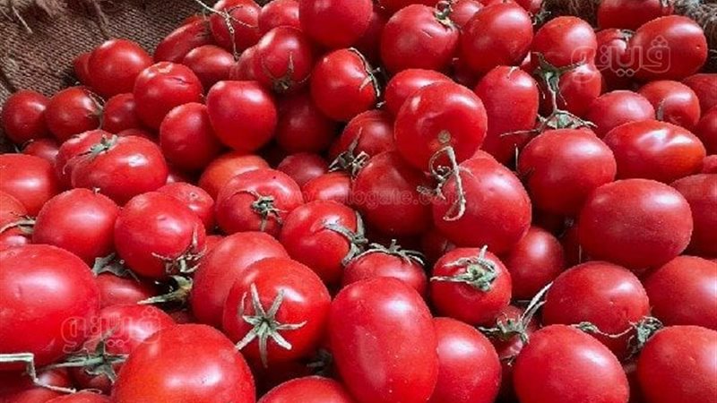 أسعار الطماطم اليوم الجمعة وموعد انخفاضها في الأسواق