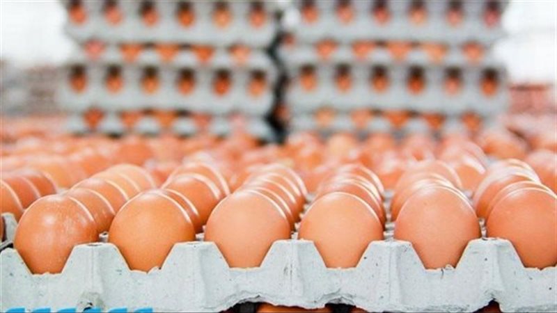 ارتفاع البلدي 4 جنيهات، سعر كرتونة البيض اليوم الأحد في بورصة الدواجن