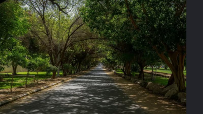 أستاذ بحوث بيئية يكشف أنواع الأشجار المناسبة لمصر لمواجهة الملوثات