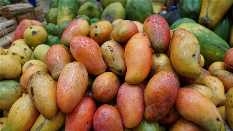 أسعار المانجو اليوم، انخفاض الزبدية وارتفاع يصل إلى 10 جنيهات في 4 أصناف