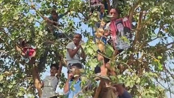 على طريقة «زكا العشار».. أطفال ملوي يتسلقون الأشجار لرؤية البابا تواضروس| صور