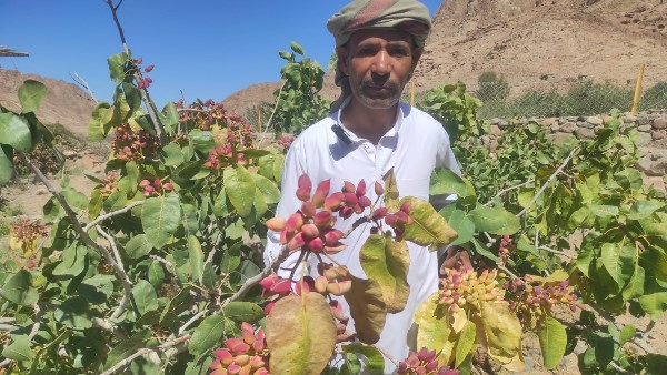 «أرض التجلي» تفتح خزائنها.. موسم اللوز والتين والتوت بين جبال سانت كاترين