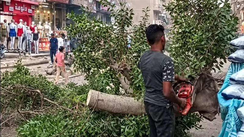 سيناريو قطع الأشجار يتكرر في شارع مصطفى حافظ بعين شمس رغم توجيهات الحفاظ عليها