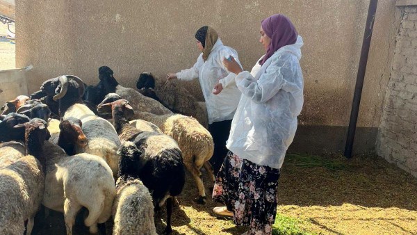 «الطب البيطري» بالبحر الأحمر يواصل الحملة القومية للتحصين ضد الحمى القلاعية والوادي المتصدع