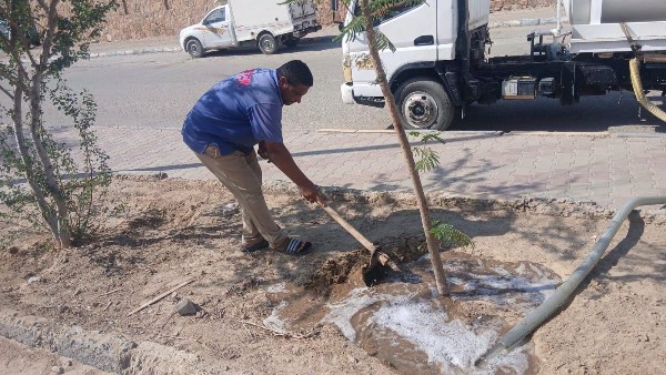 مرسى علم تكثف زراعة الأشجار.. جهود مستمرة لتعزيز المساحات الخضراء وتحسين الصورة البصرية