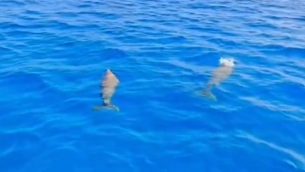 ظهور نادر لـ 3 أفراد من «عروس البحر Dugong» أمام الغردقة بالقرب من جزيرة مجاويش | شاهد