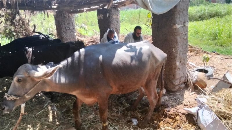 انطلاق الحملة القومية للتحصين ضد الحمى القلاعية وحمى الوادي المتصدع بالإسماعيلية