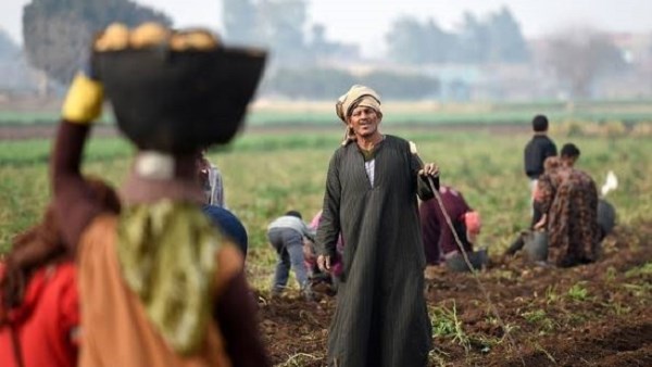 في عيد الفلاح المصري.. الأوقاف: الزراعة بداية منظومة متكاملة لبناء الحضارة وتحقيق الأمن الغذائي