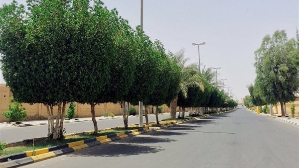 100 مليون شجرة و7 ملايين في المرحلة الثالثة.. تفاصيل خطة التشجير والتنسيق بين الوزارات