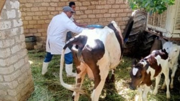 بيطري الغربية: تحصين 157 ألف رأس ماشية ضد الحمى القلاعية والوادي المتصدع