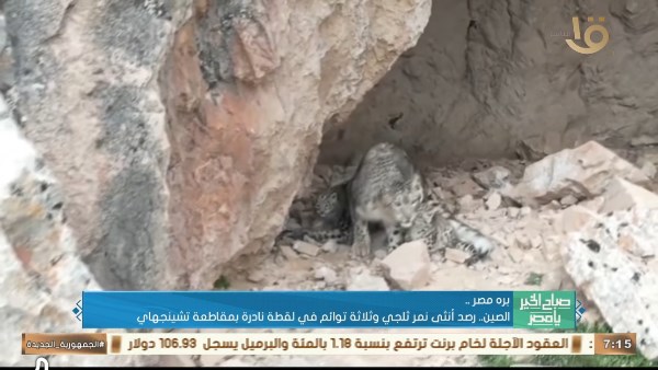 لقطة نادرة.. أنثى نمر ثلجي تظهر برفقة 3 توائم في الصين