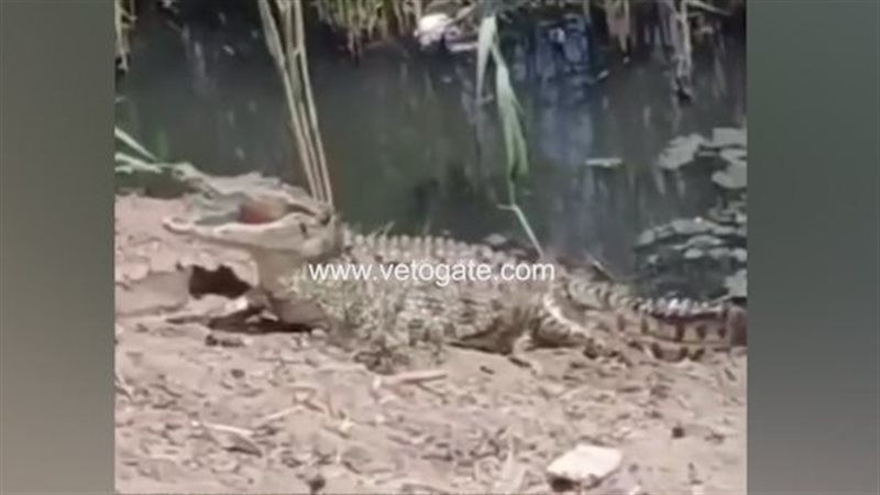 بعد الفيديو المرعب، أول تحرك رسمي بعد ظهور تمساح بمصرف بالشرقية (فيديو)
