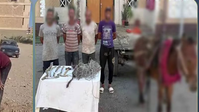 على عينك يا تاجر، 3 لصوص يسرقون كابل اتصالات في السويس بعربة كارو