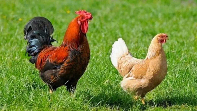 ارتفاع البيضاء وانخفاض البلدي، سعر الفراخ اليوم الثلاثاء 1 سبتمبر 2026 (آخر تحديث)