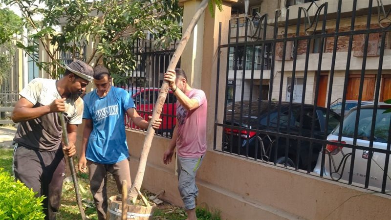 بعد أزمة أشجار شارع جامعة الدول، الجيزة تتحرك لتوسيع رقعة التشجير بـ3 مناطق