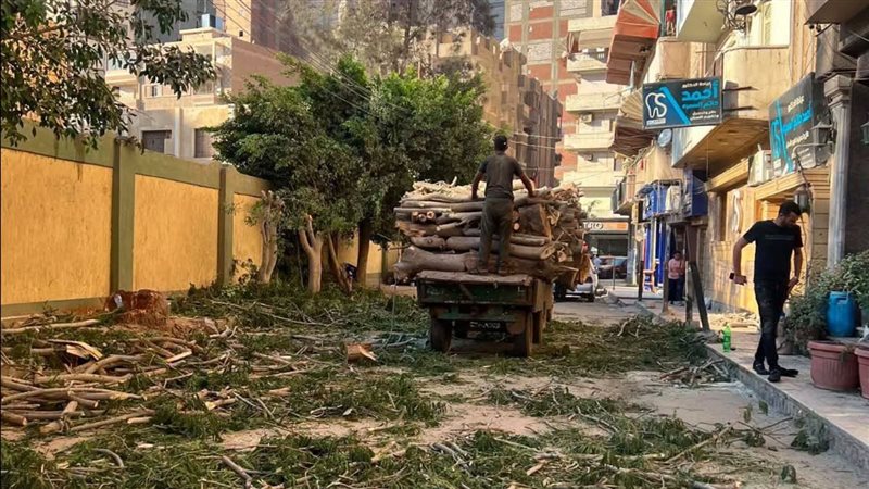 رئيس حي أول المحلة الكبرى عن واقعة قطع الأشجار: “لص قطع شجرة وحررنا محضرا”