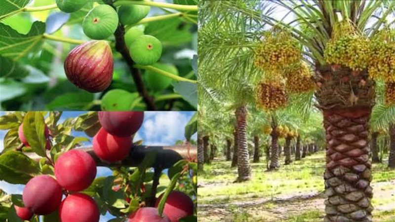 بعد مسلسل قطع الأشجار، الإفتاء توضح فضل غرس وزراعة النبات من القرآن والسنة