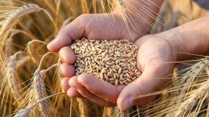 رغم فائض الإنتاج.. لماذا ترتفع أسعار الحبوب عالميًا؟
