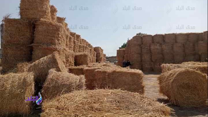 «سحابة سوداء» جديدة تواجه المزارعين.. ونقيب الفلاحين يكشف أزمات القطاع الزراعي