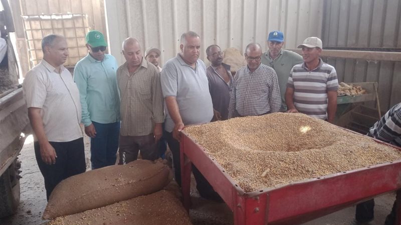 الزراعة تتابع حصاد محصول الأرز والبرامج البحثية بمحطة بحوث الجميزة