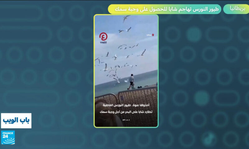 بريطانيا.. طيور النورس تهاجم شابا للحصول على وجبة سمك