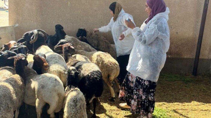 الطب البيطري بالبحر الأحمر يواصل أعمال الحملة القومية للتحصين ضد الحمى القلاعية