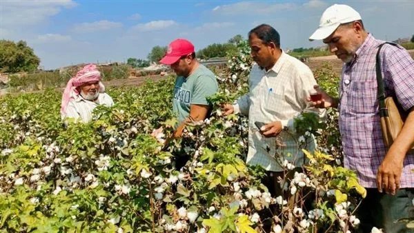 «زراعة المنوفية» تعلن بدء موسم جمع محصول القطن