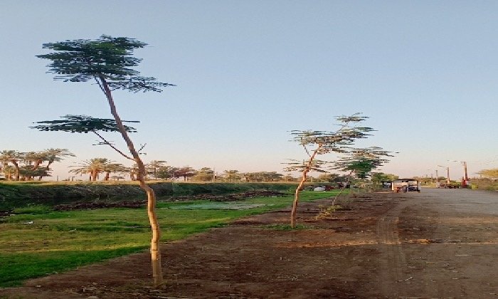 محافظ قنا ينفي شائعات قطع الأشجار بطريق «قنا- الأقصر»
