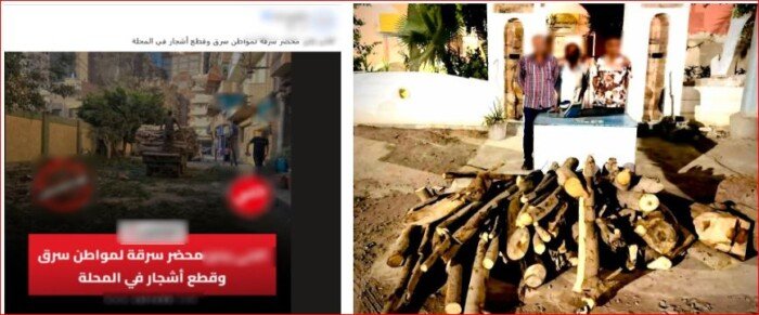 قطع أشجار الشوارع لبيعها.. الداخلية تضبط تاجر أخشاب في الغربية