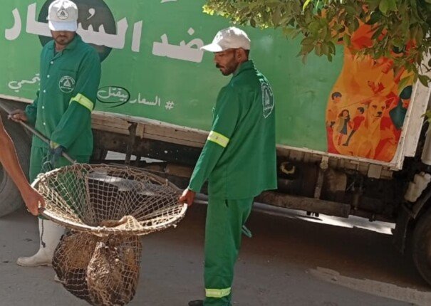 محافظ الدقهلية يكلف بتكثيف حملات التعامل مع الكلاب الضالة بحى شرق المنصورة
