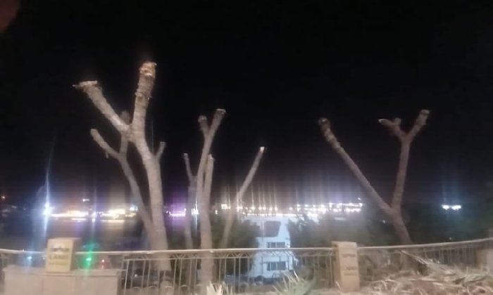 تحرك عاجل ضد صاحب مرسى سياحي بعد واقعة قطع نخيل الدوم المعمرة بكورنيش أسوان