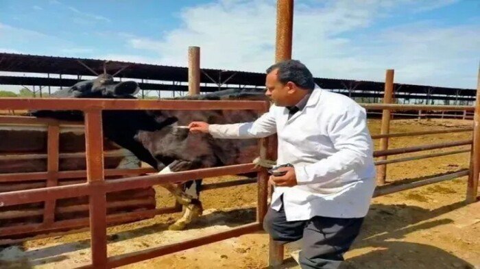 الزراعة: تحصين 5.7 مليون رأس ماشية ضد «الحمى القلاعية» و«الوادي المتصدع»