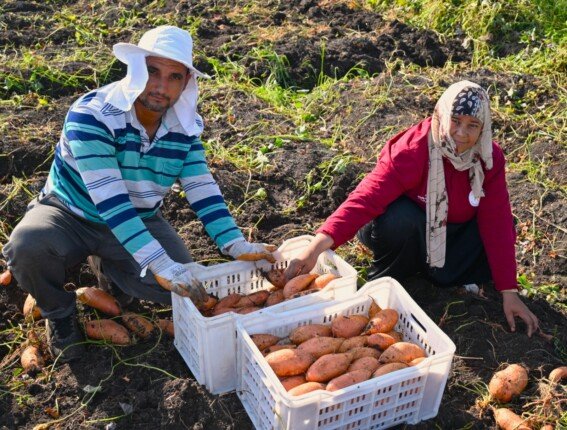بأيدٍ مصرية.. انطلاق أول حصاد للبطاطا الحلوة من مزارعات المنيا إلى الأسواق العالمية
