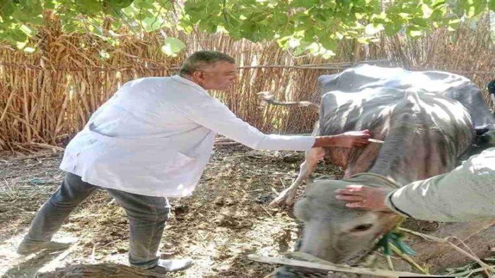 تحصين 354 ألف رأس ماشية ضد الحمى القلاعية ضمن الحملة القومية الثانية بالمنوفية