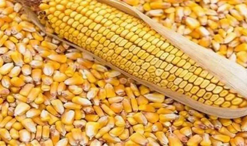 تقرير: اضطرابات البحر الأسود تؤثر على حصة الذرة الأوكرانية في مصر لصالح المنشأ الأمريكي
