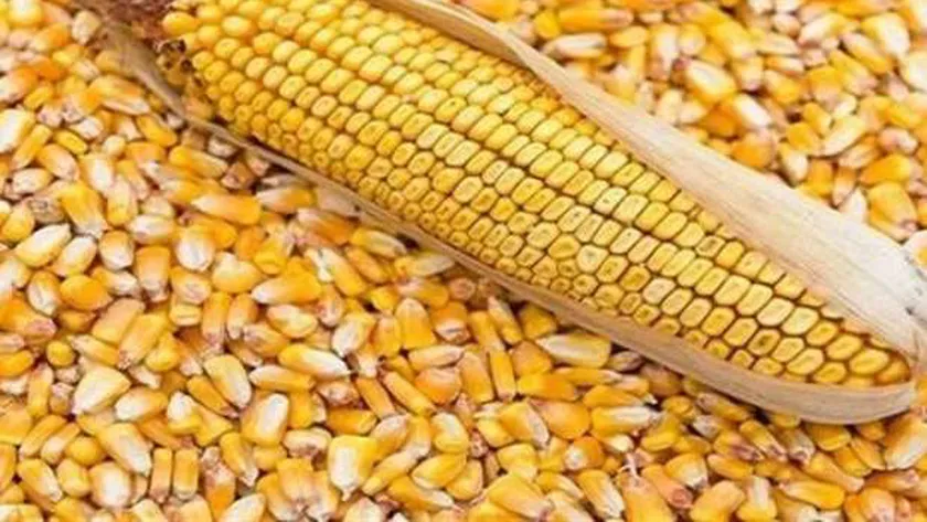 تقرير: اضطرابات البحر الأسود تؤثر على حصة الذرة الأوكرانية في مصر لصالح المنشأ الأمريكي