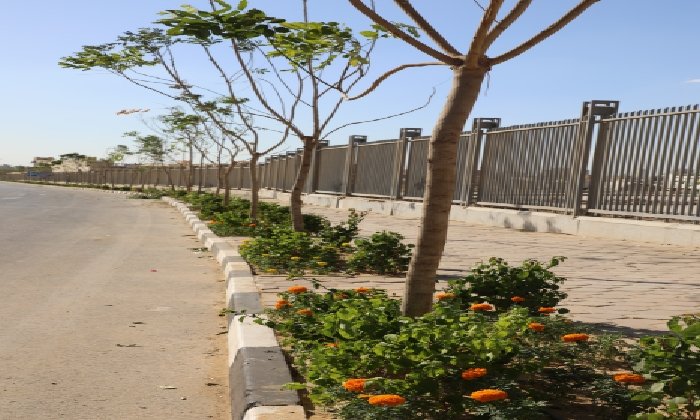 تخطيط علمي وكفاءة للمياه.. القاهرة تعلن تفاصيل الخطة التنفيذية لمبادرة «تخضير العاصمة»